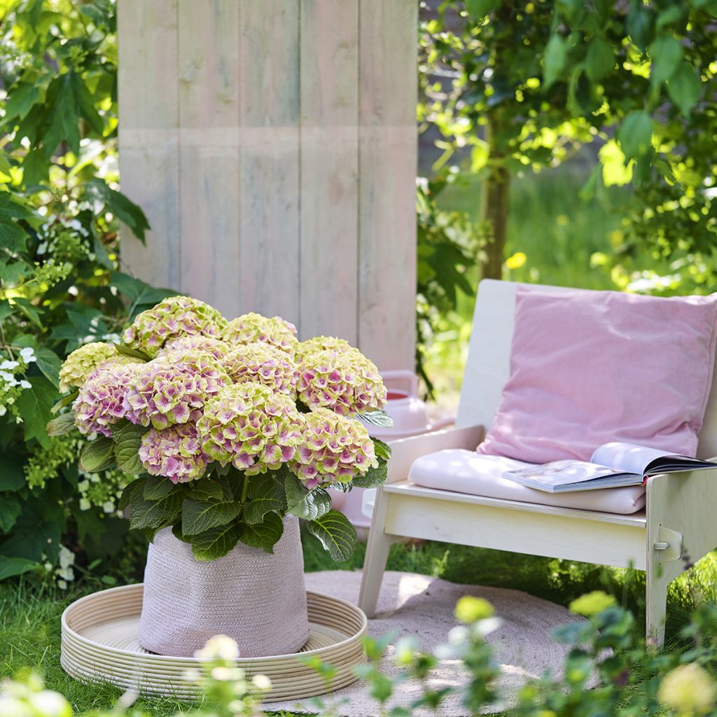 Hortensia - Hydrangea macrophylla Magical Jewel rosa