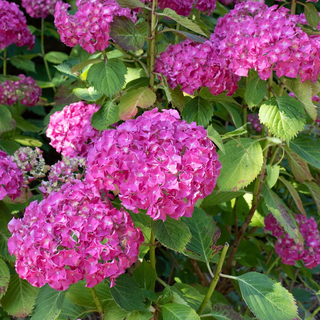 Hortensia - Hydrangea macrophylla Masja