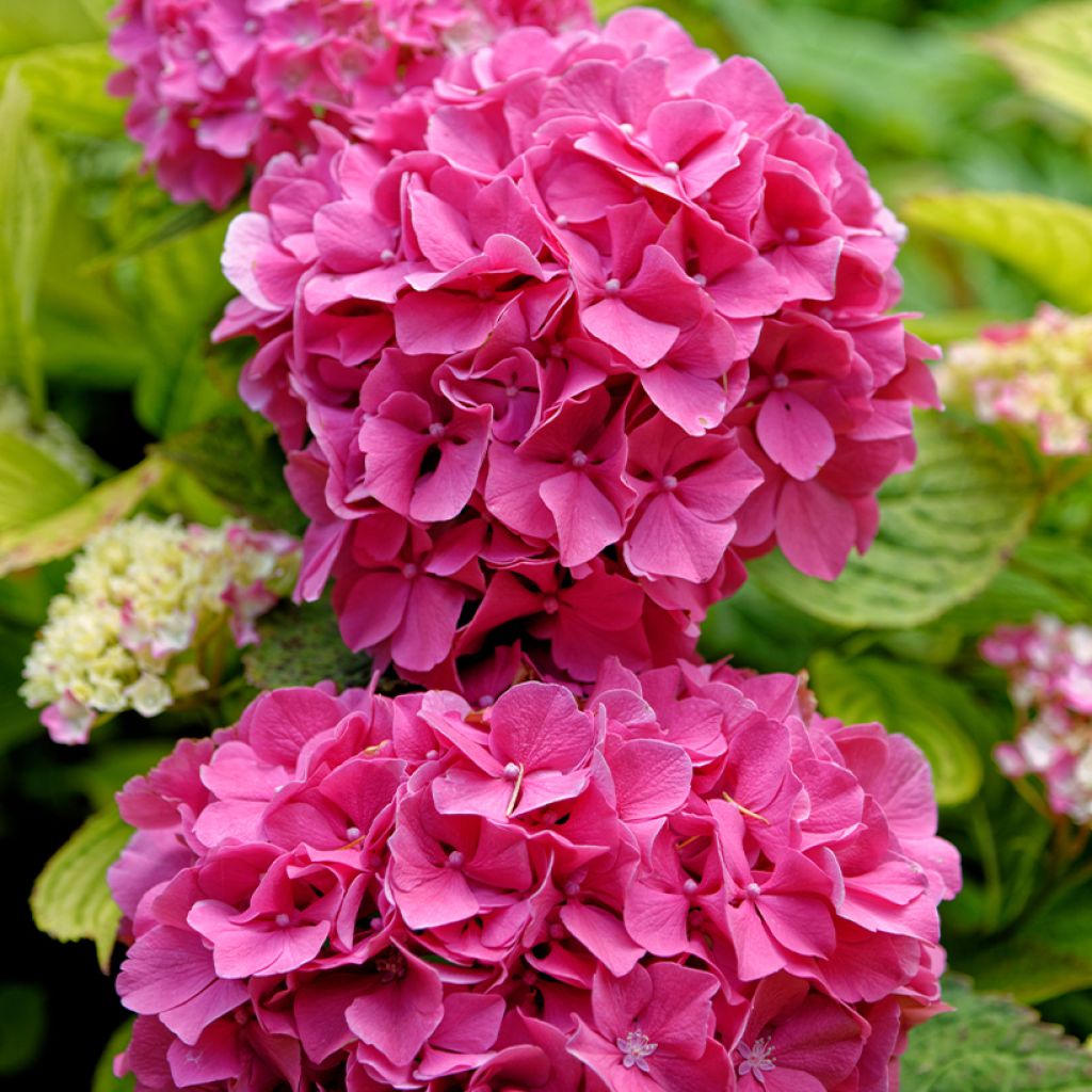 Hortensia - Hydrangea macrophylla Pink Pop (Music Collection)