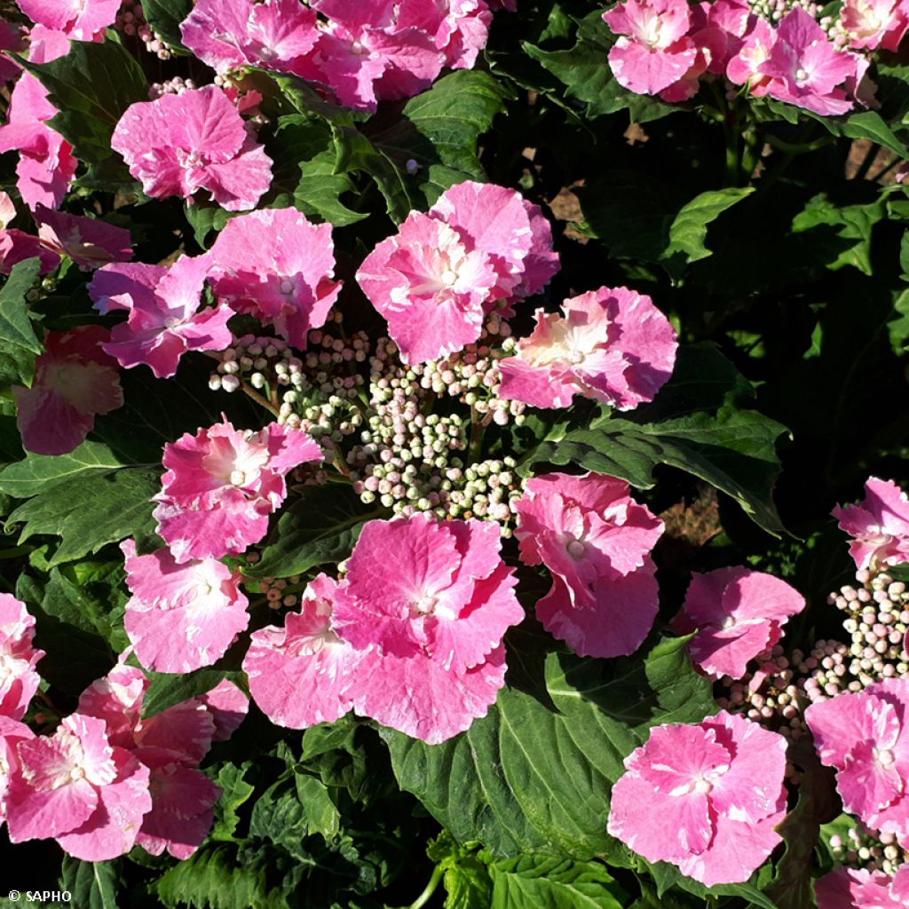 Hortensia - Hydrangea macrophylla So Long Starlit Sky