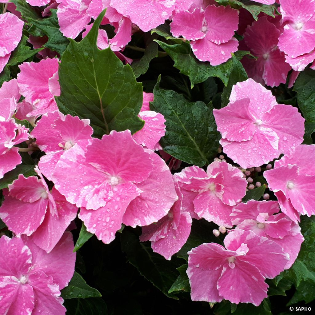 Hortensia - Hydrangea macrophylla So Long Starlit Sky