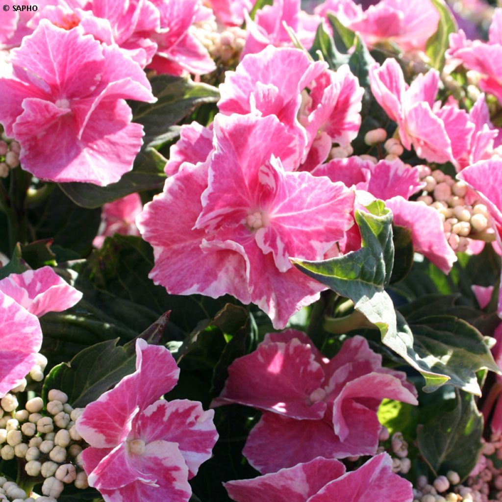 Hortensia - Hydrangea macrophylla So Long Starlit Sky