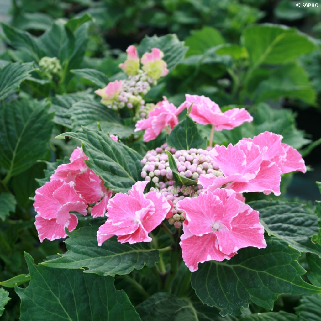 Hortensia - Hydrangea macrophylla So Long Starlit Sky