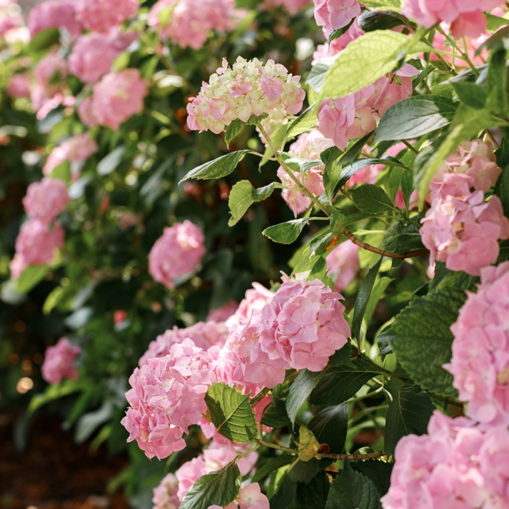 Hortensia - Hydrangea macrophylla Soft Pink Salsa (Music Collection)