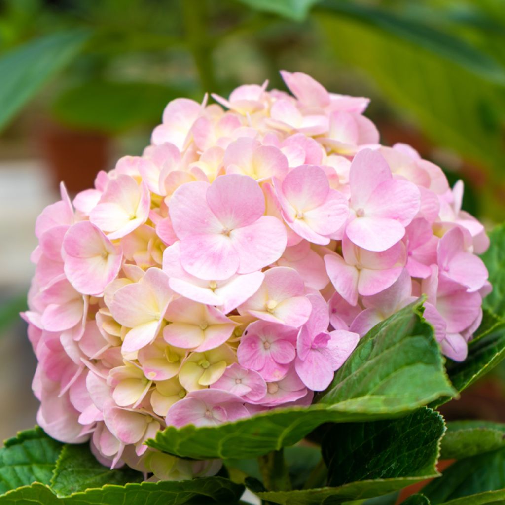 Hortensia - Hydrangea macrophylla Soft Pink Salsa (Music Collection)