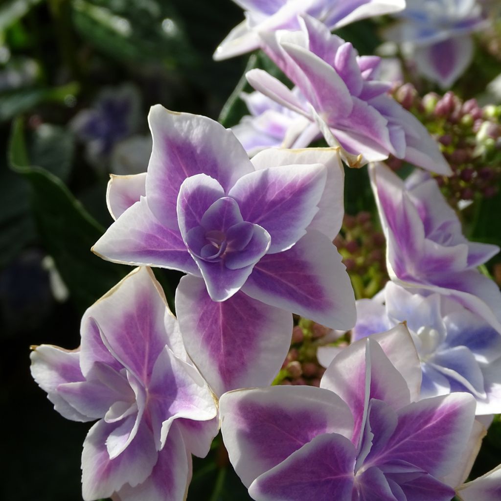 Hortensia - Hydrangea macrophylla Stargazer