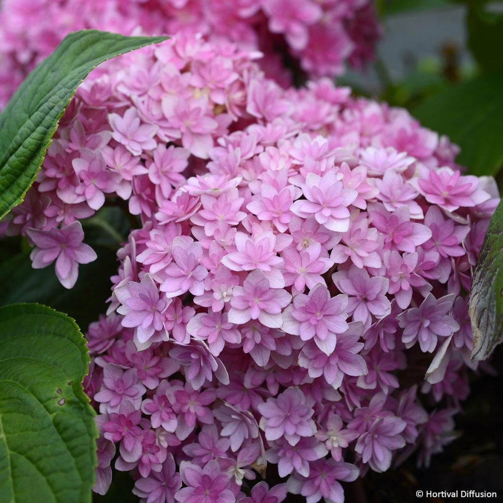 Hortensia - Hydrangea macrophylla Stellar rose