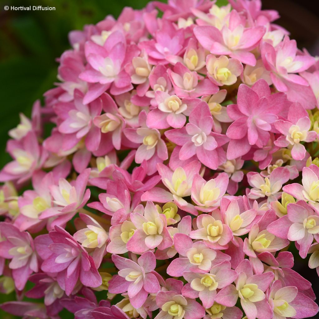 Hortensia - Hydrangea macrophylla Stellar rose