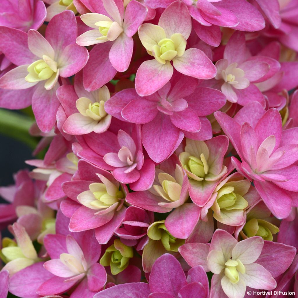 Hortensia - Hydrangea macrophylla Stellar rose