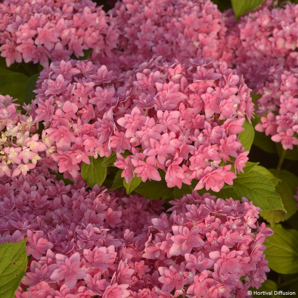 Hortensia - Hydrangea macrophylla Stellar rose