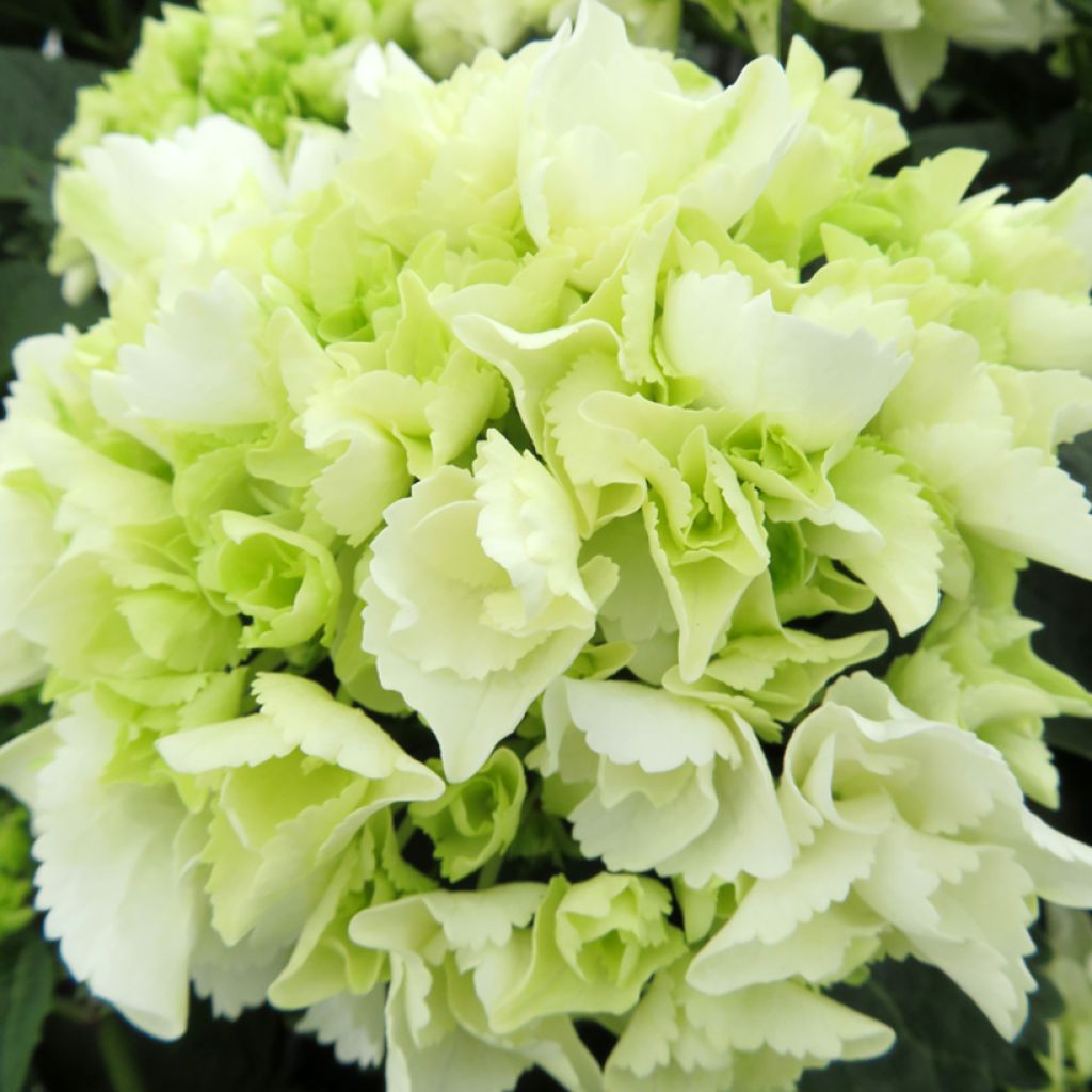 Hortensia - Hydrangea macrophylla Bright White