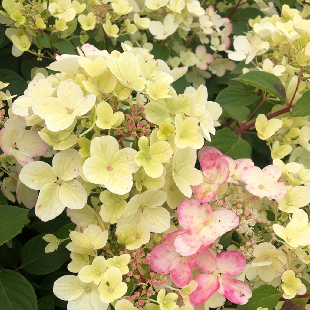 Hortensia - Hydrangea paniculata Diamant Rouge