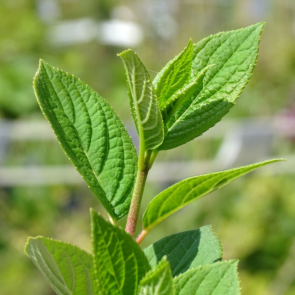 Hortensia - Hydrangea paniculata Early Sensation