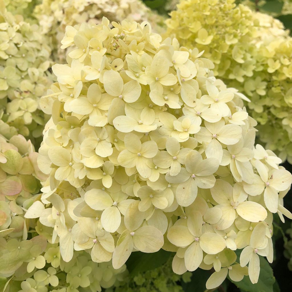 Hortensia - Hydrangea paniculata Limelight