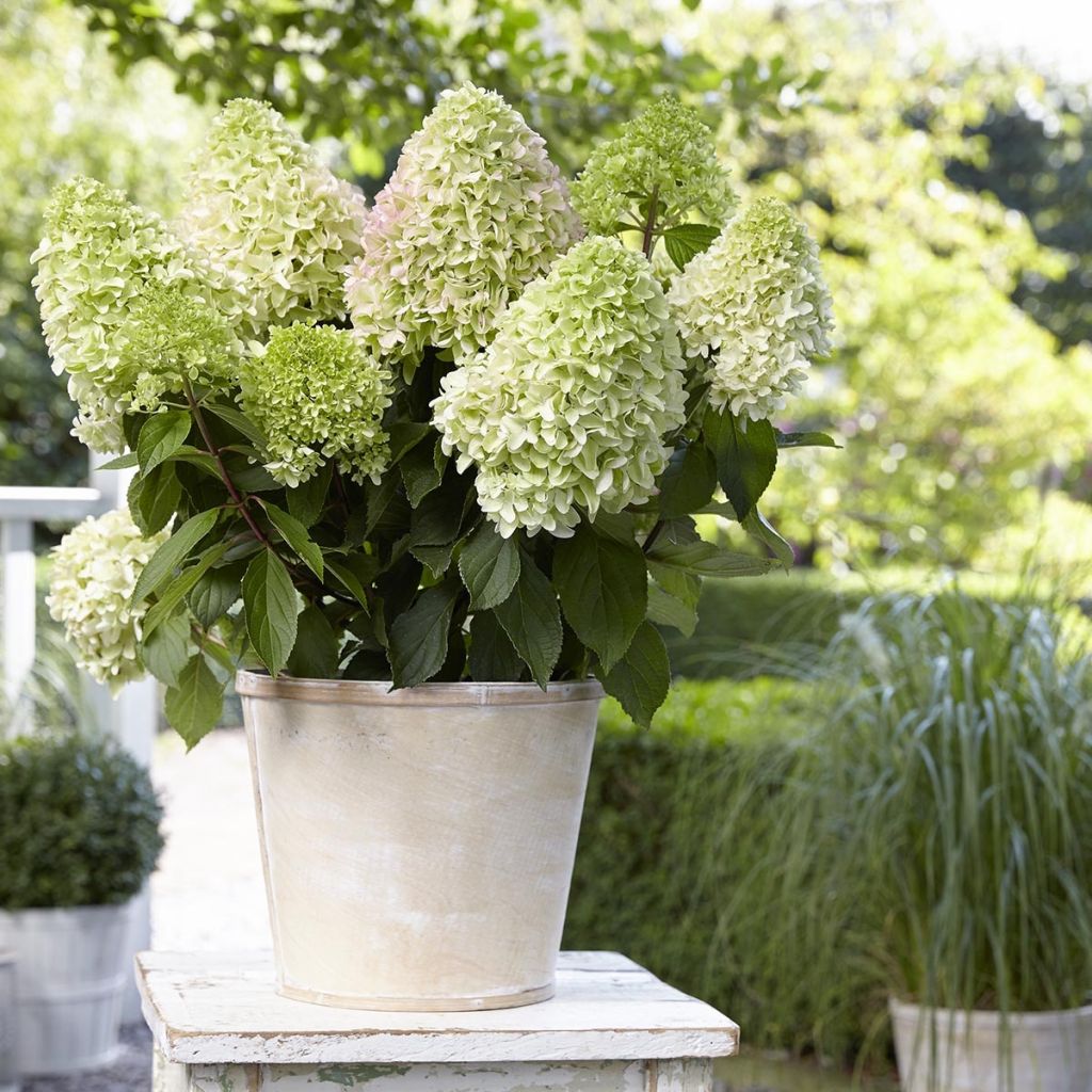 Hortensia - Hydrangea paniculata Little Fresco