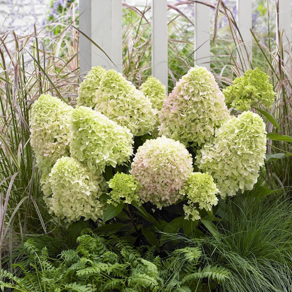 Hortensia - Hydrangea paniculata Little Fresco