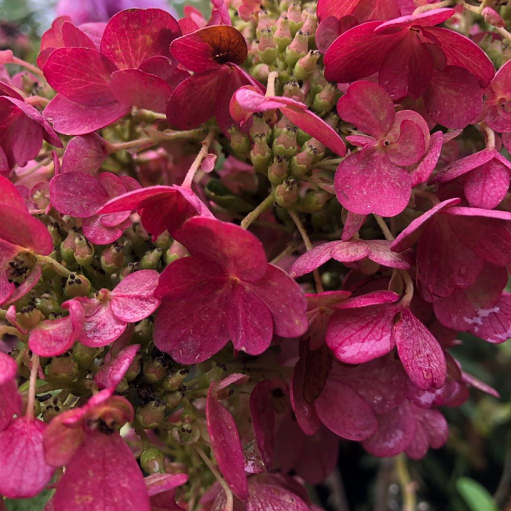 Hortensia - Hydrangea paniculata Pinky Winky