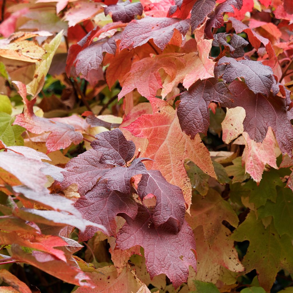 Hortensia - Hydrangea quercifolia Gatsby Moon