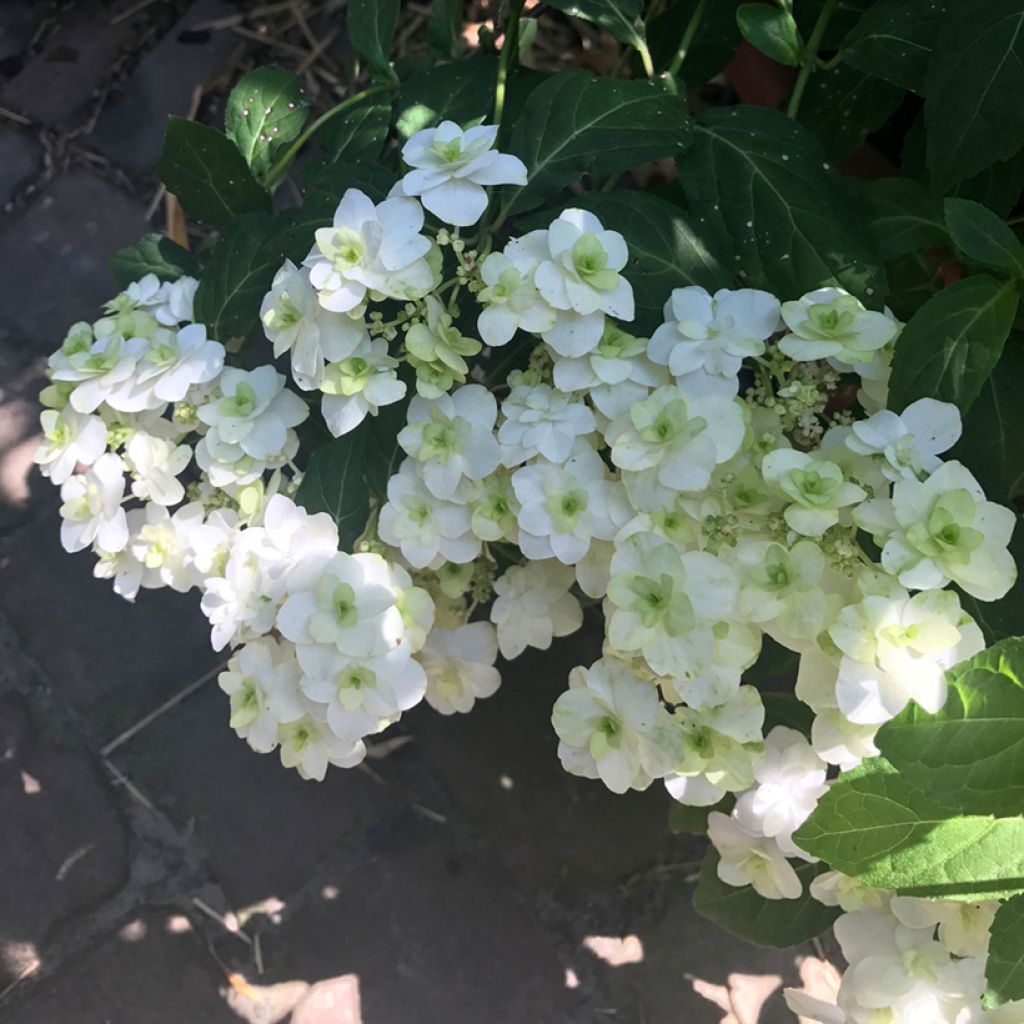 Hortensia - Hydrangea serrata White on White