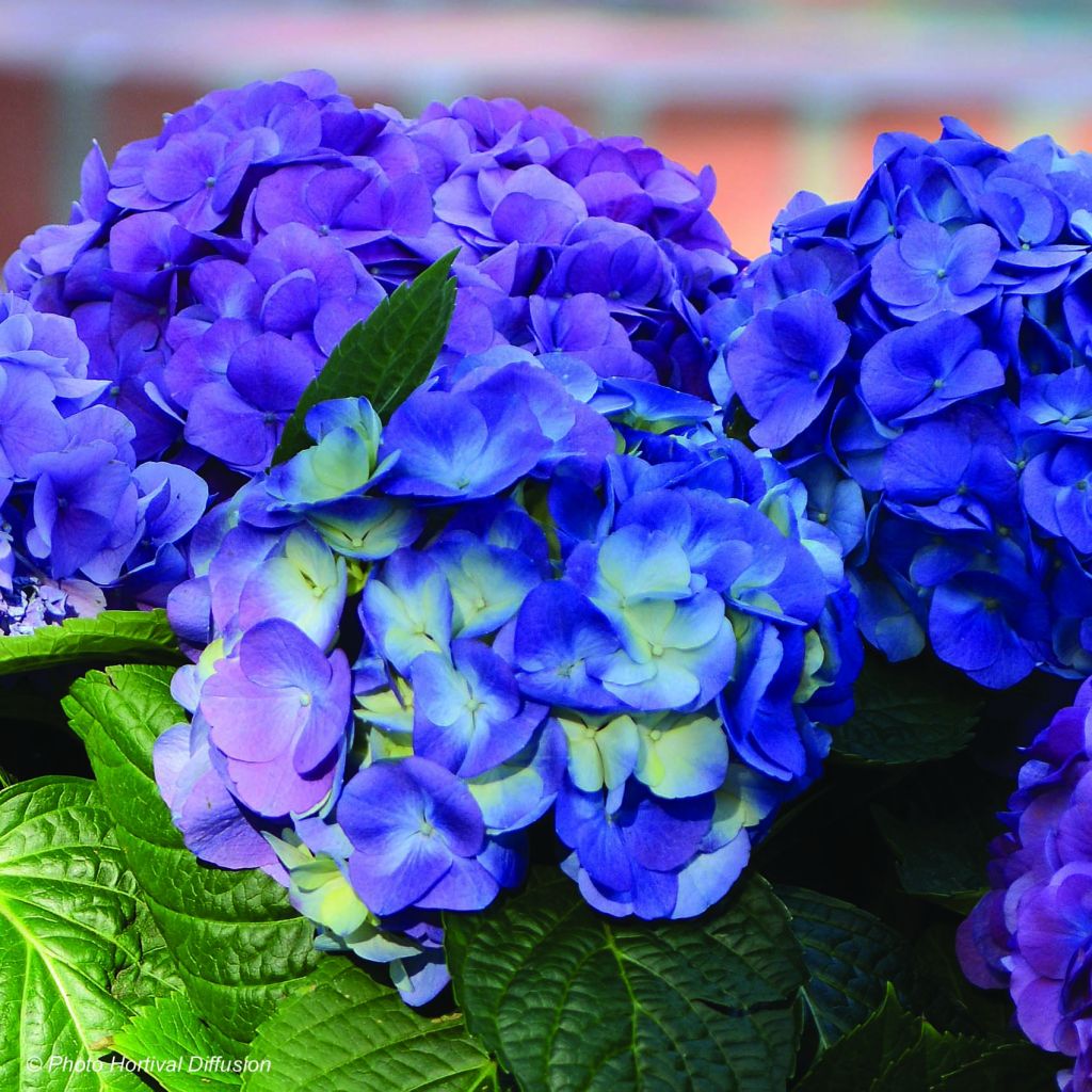 Hortensia - Hydrangea macrophylla L.A Dreamin