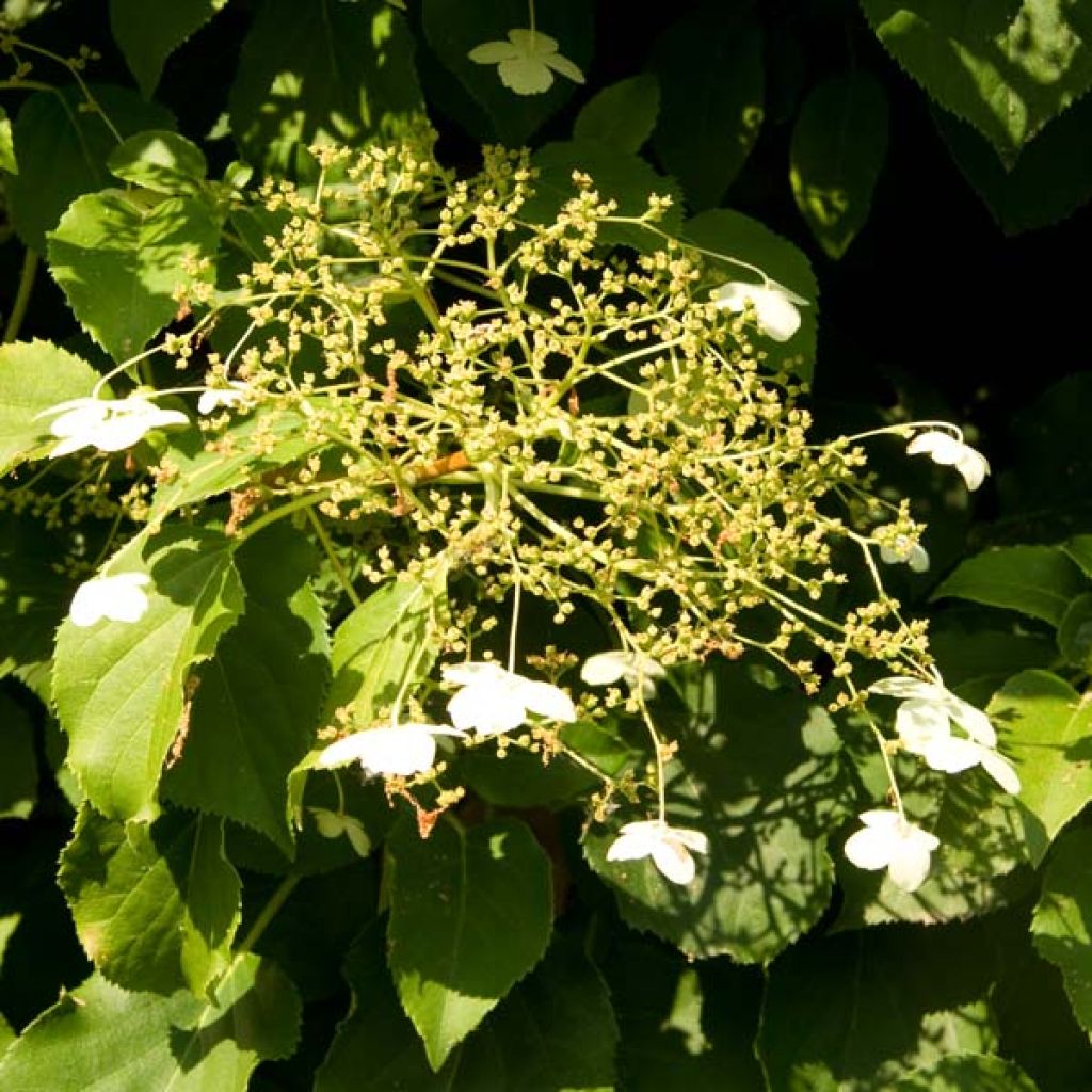 Hortensia grimpant - Hydrangea petiolaris