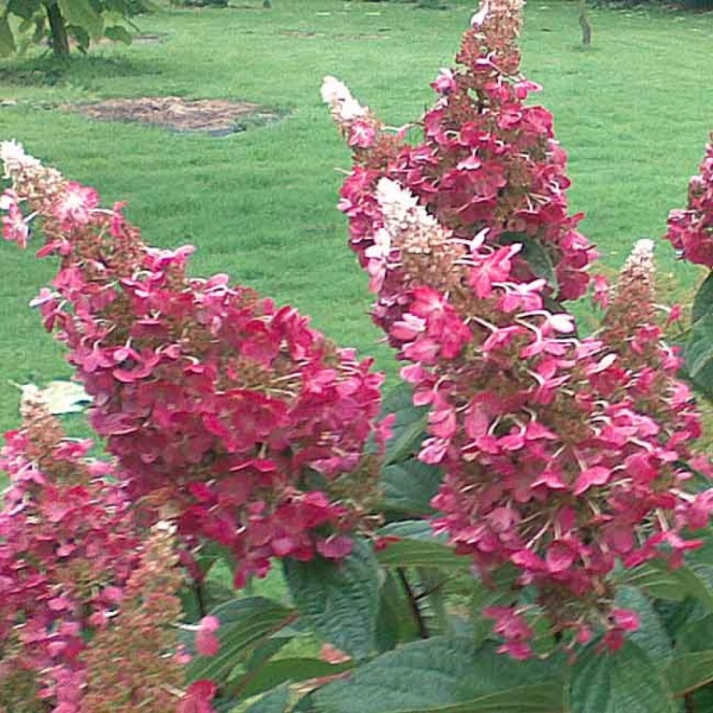 Hydrangea paniculata Pinky Winky - Hortensia paniculé