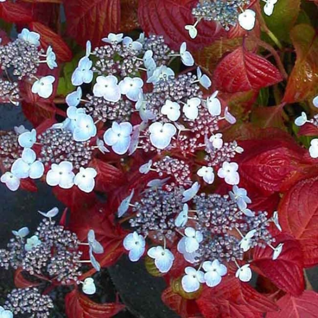 Hortensia - Hydrangea serrata Shojo