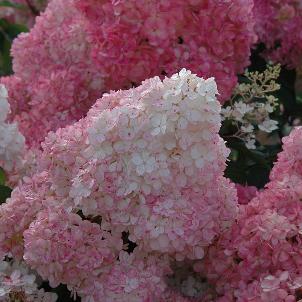 Hydrangea paniculata Vanille Fraise - Hortensia paniculé