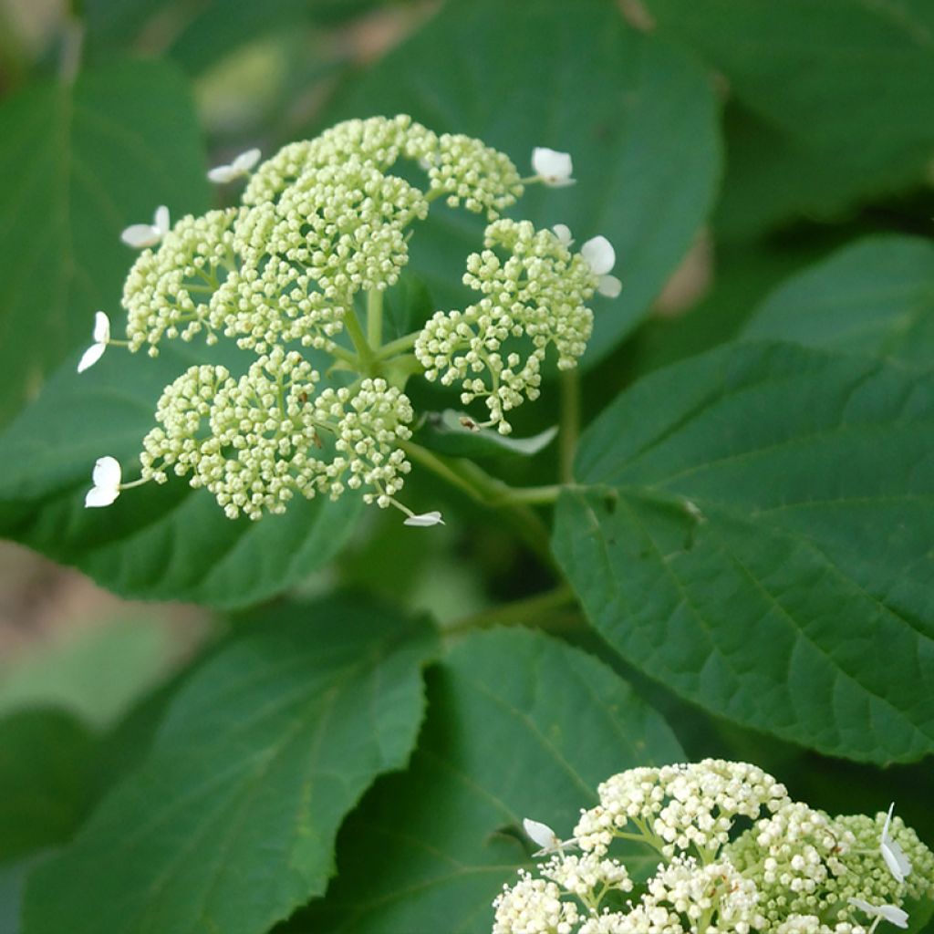 Hortensia arborescens Hills Of Snow