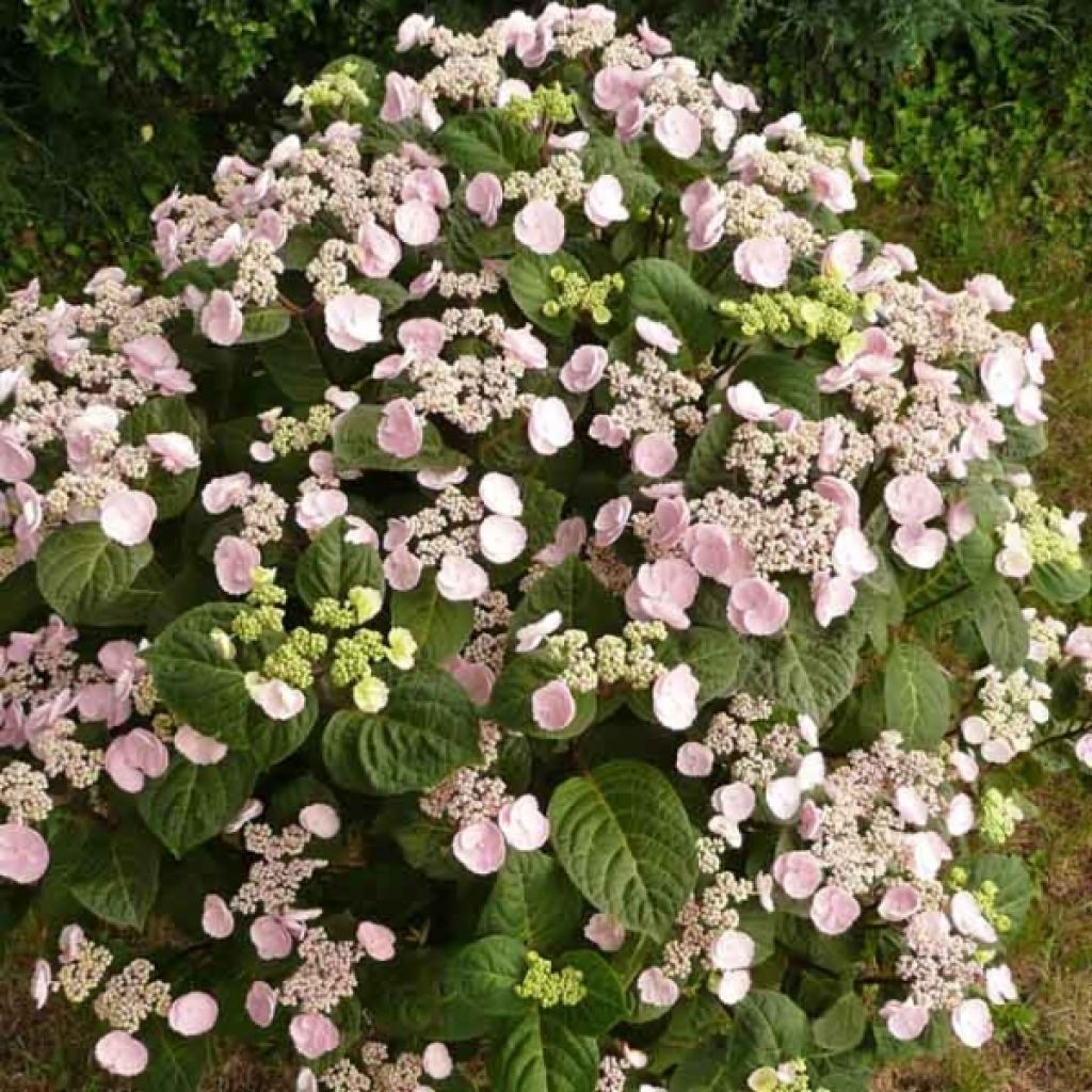 Hortensia - Hydrangea macrophylla Camino