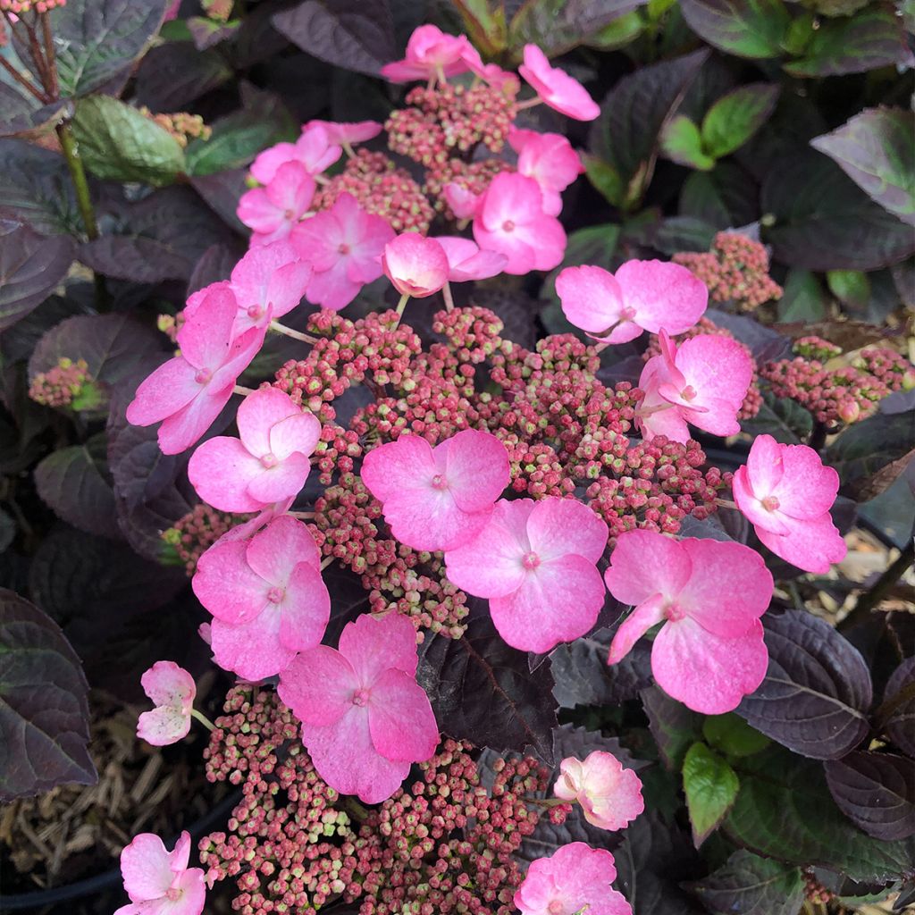 Hortensia hybride - Hydrangea Daredevil