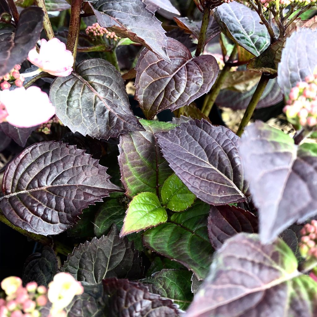 Hortensia hybride - Hydrangea Daredevil