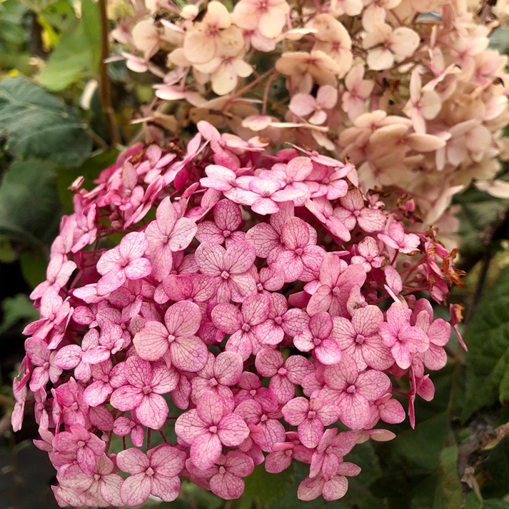 Hortensia - Hydrangea arborescens Sweet Annabelle