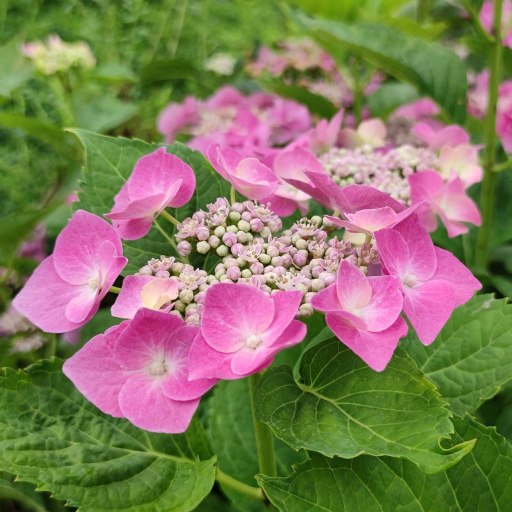 Hortensia - Hydrangea macrophylla Blaumeise