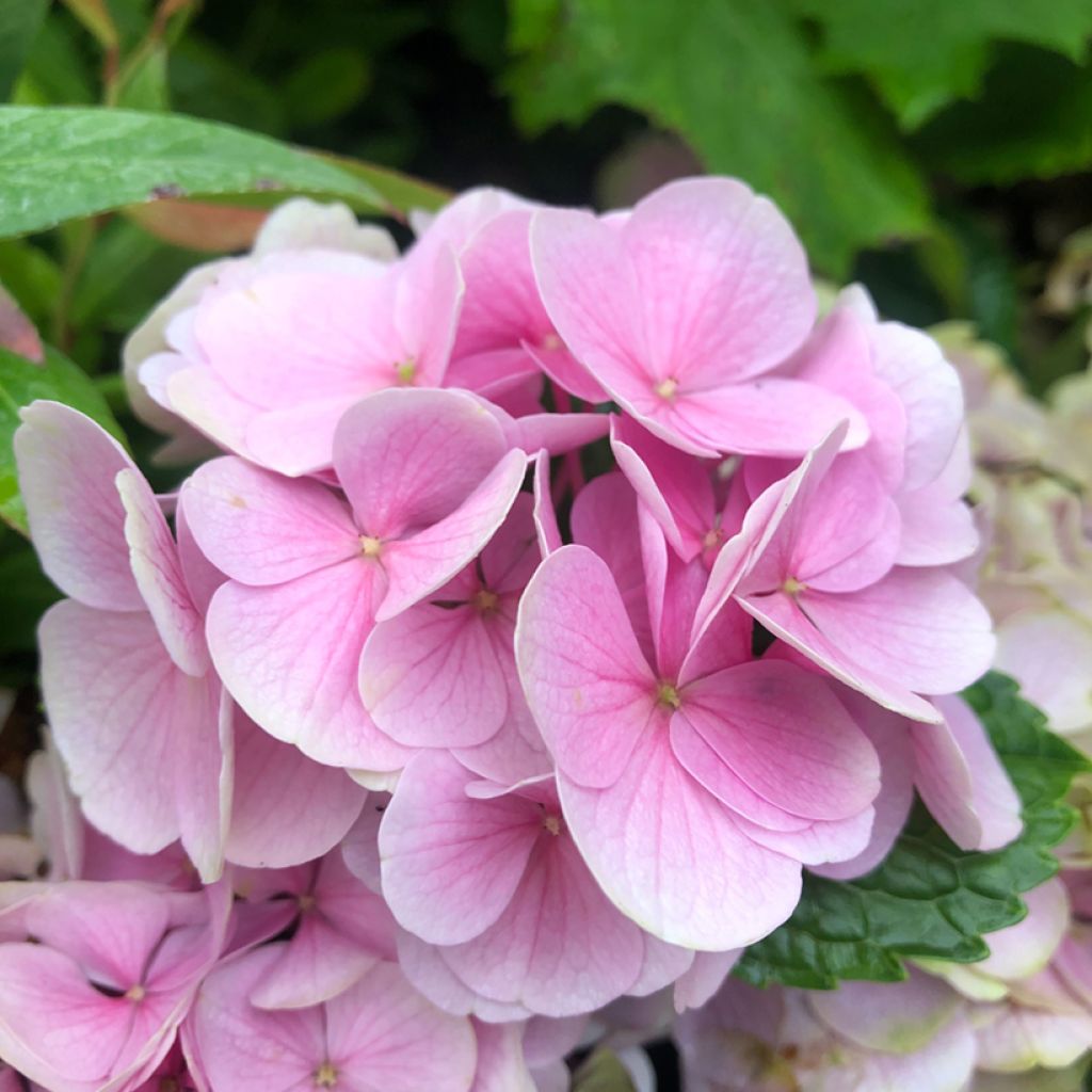 Hortensia - Hydrangea macrophylla Xian