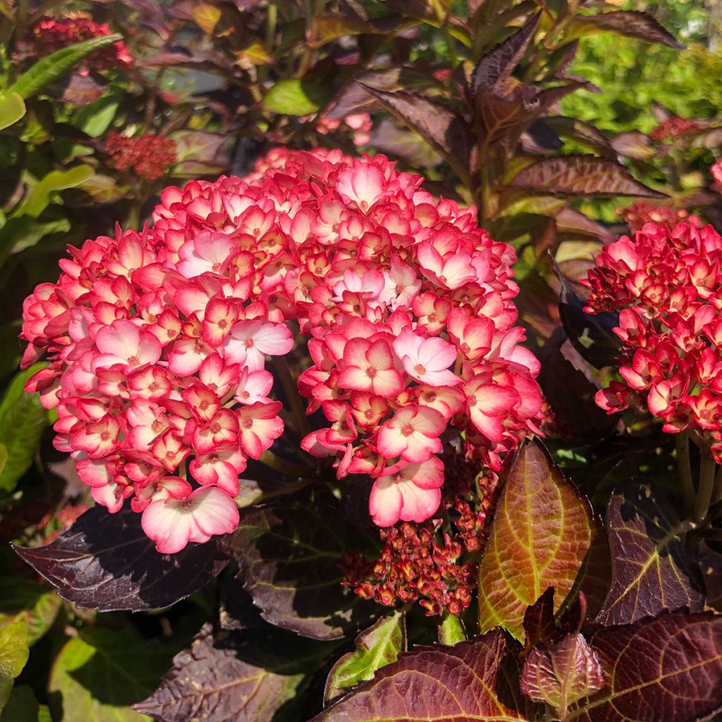 Hortensia - Hydrangea macrophylla Mirai