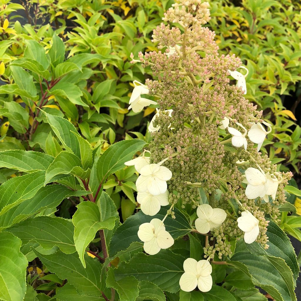 Hortensia - Hydrangea paniculata Kyushu