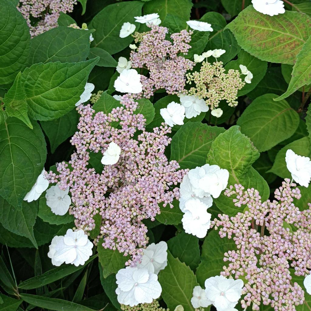 Hortensia - Hydrangea serrata Intermedia