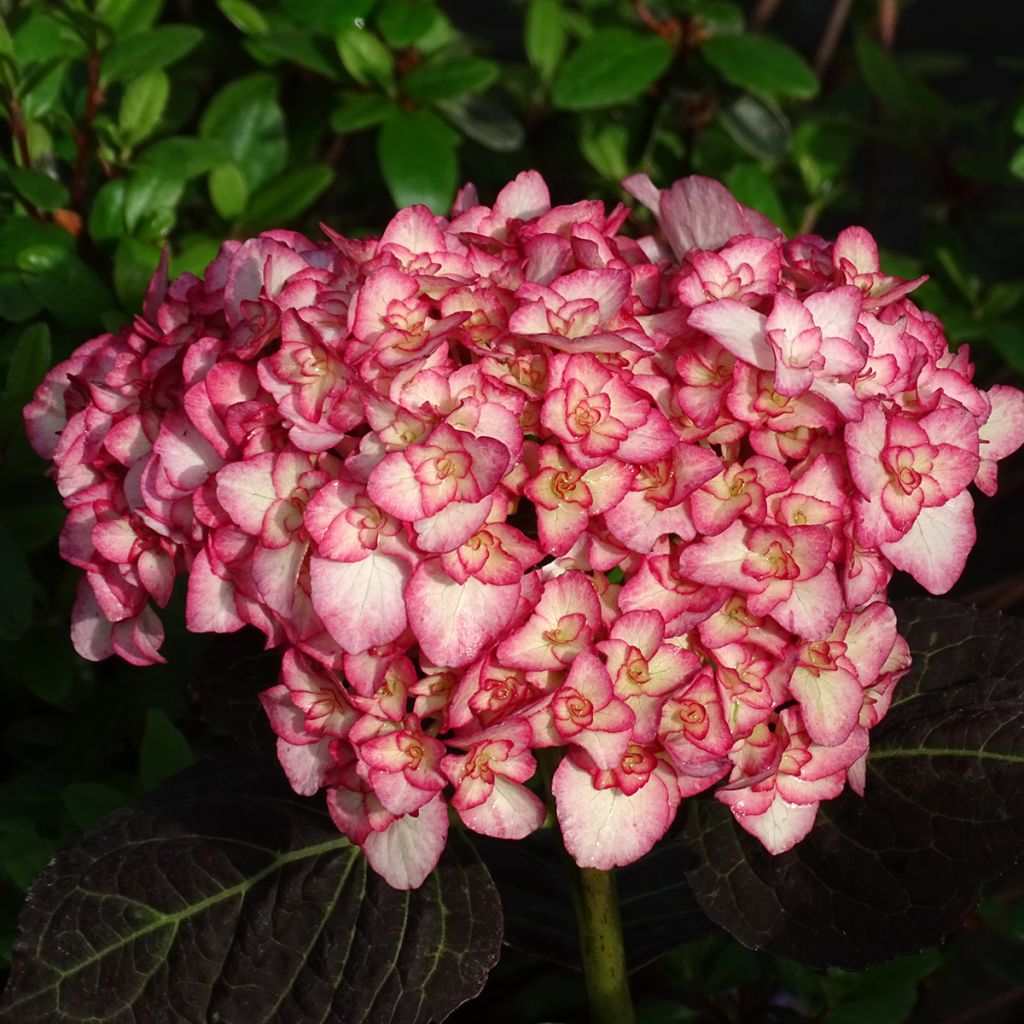 Hortensia - Hydrangea macrophylla Miss Saori