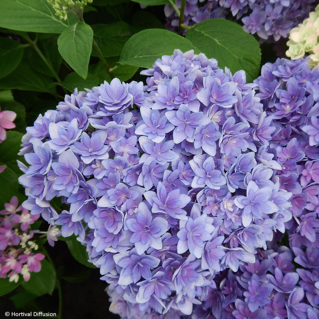 Hortensia macrophylla Stellar Bleu