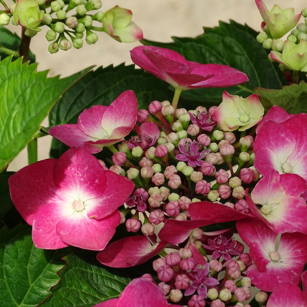 Hortensia macrophylla Teller Red