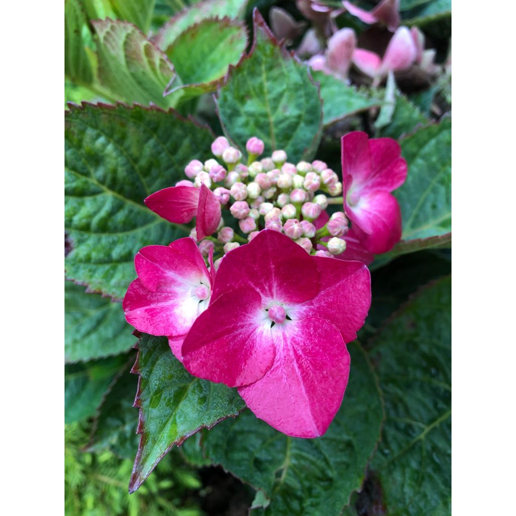 Hortensia macrophylla Teller Red