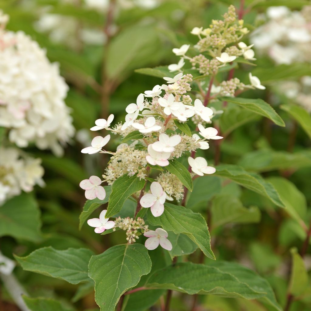 Hortensia paniculata Tardiva