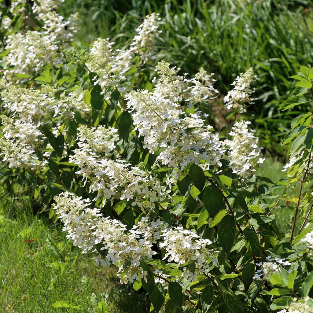 Hortensia paniculata Tardiva