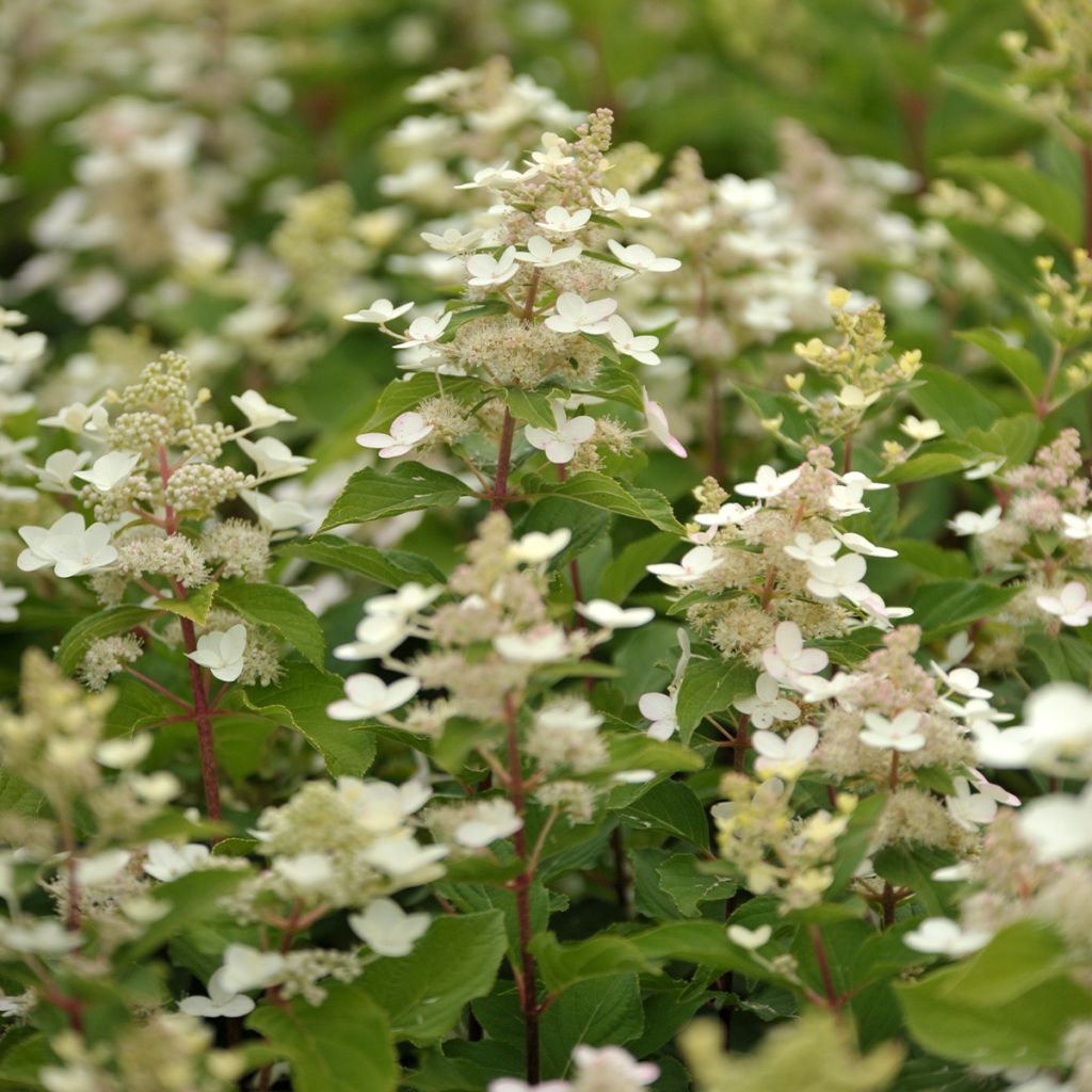 Hortensia paniculata Tardiva