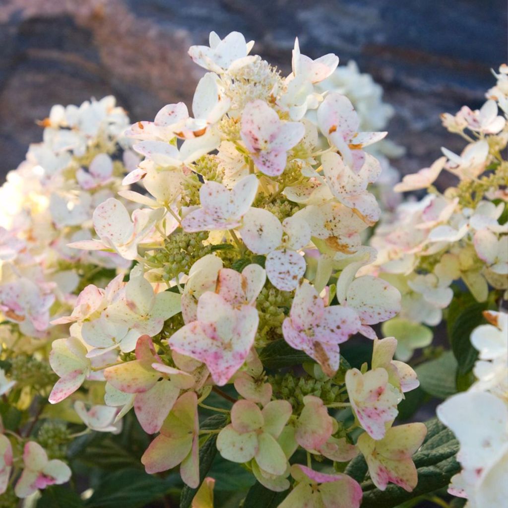 Hortensia paniculata Tickled Pink