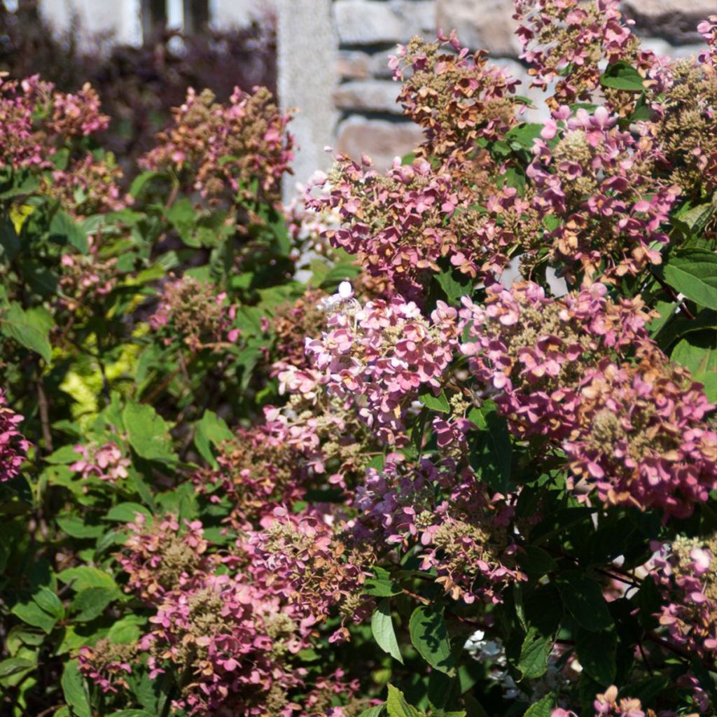 Hortensia paniculata Tickled Pink