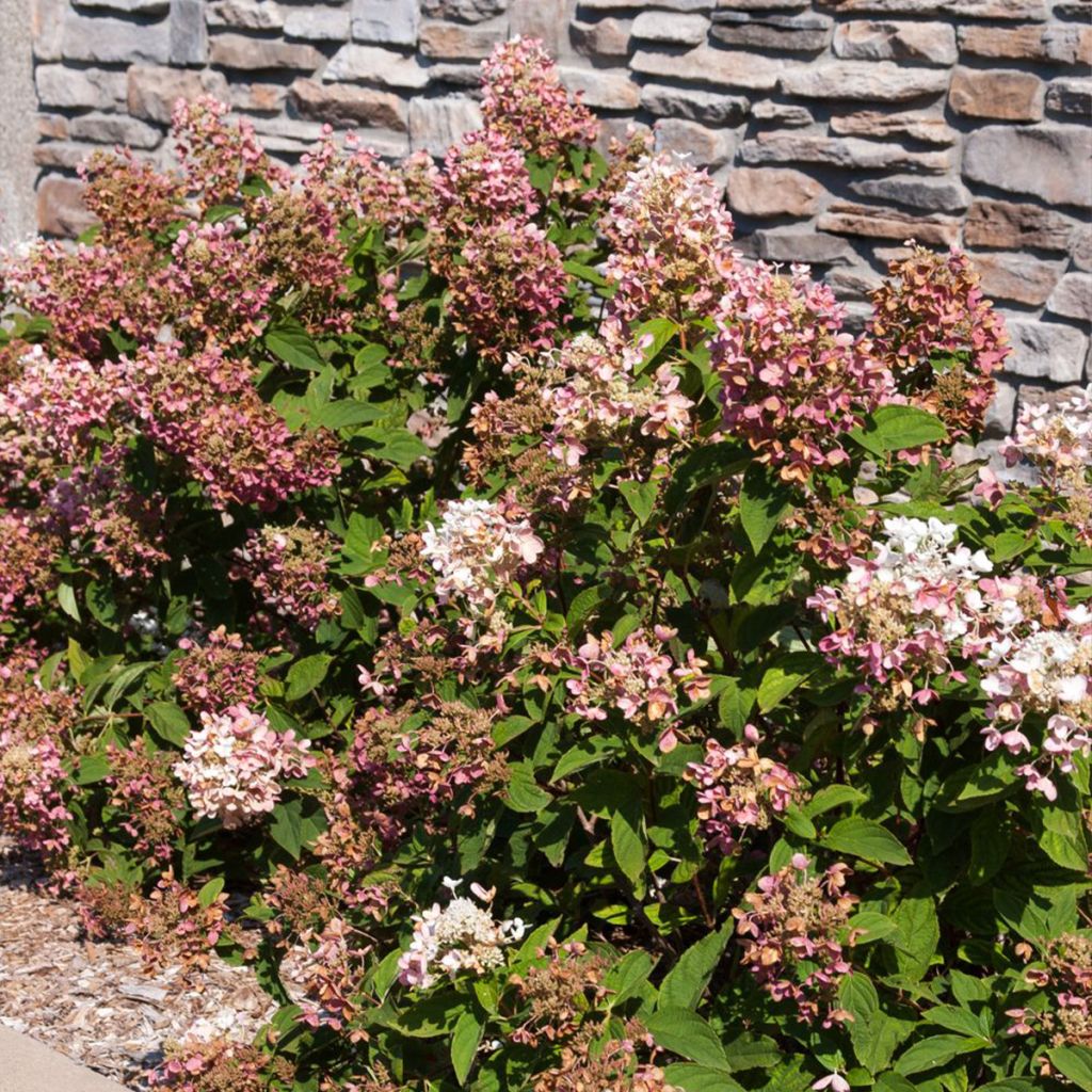 Hortensia paniculata Tickled Pink