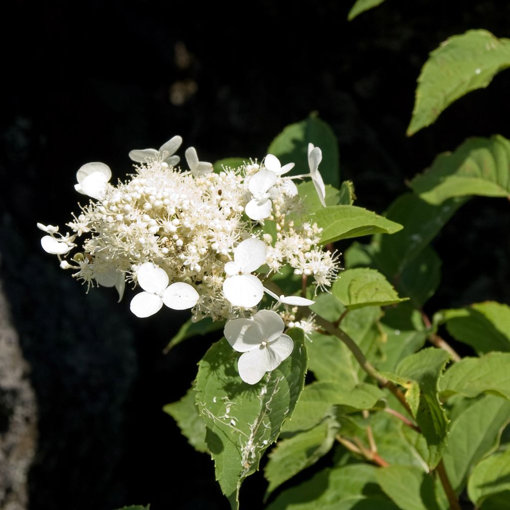 Hortensia paniculata White Moth