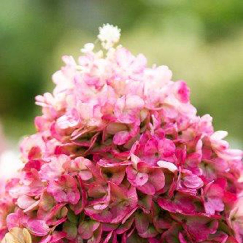 Hortensia paniculé - Hydrangea paniculata Living Pinky Promise